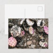 Dode roze cactus briefkaart (Voorkant / Achterkant)