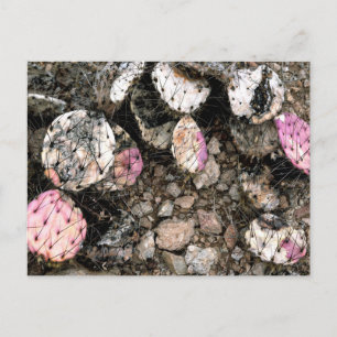 Dode roze cactus briefkaart