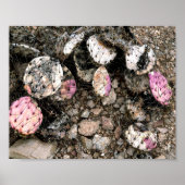 Dode roze cactus poster (Voorkant)