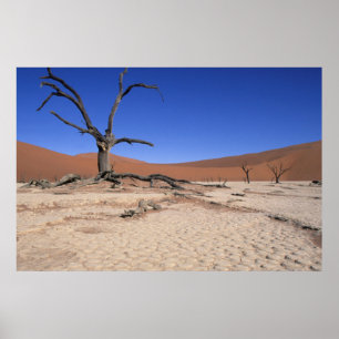 Dode Vlei, Sossusvlei, Namib-Naukluft Nationaal Poster