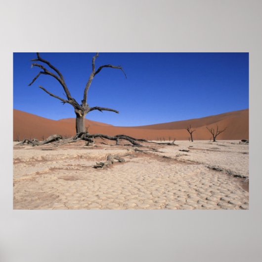 Dode Vlei, Sossusvlei, Namib-Naukluft Nationaal Poster (Voorkant)