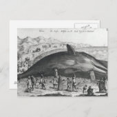 Dode walvis briefkaart (Voorkant / Achterkant)