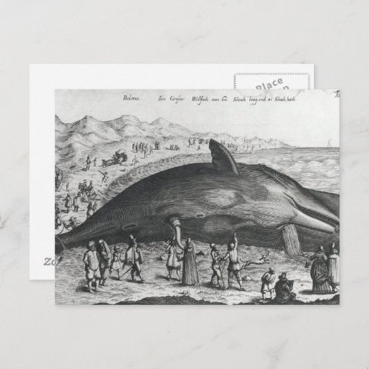 Dode walvis briefkaart (Voorkant / Achterkant)