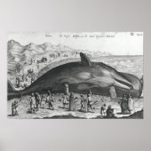 Dode walvis poster (Voorkant)