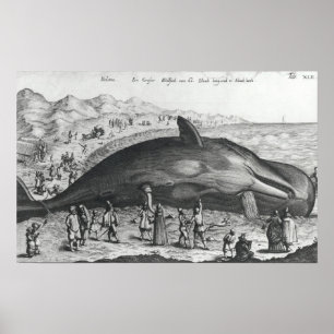 Dode walvis poster