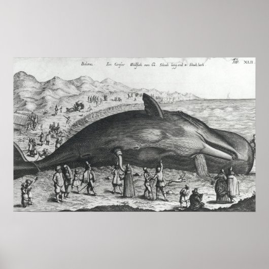 Dode walvis poster (Voorkant)