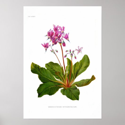 Dodecatheon integrifolium poster (Voorkant)