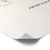 Dodecatheon meadia poster (Hoek)