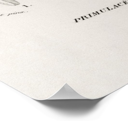 Dodecatheon meadia poster (Hoek)