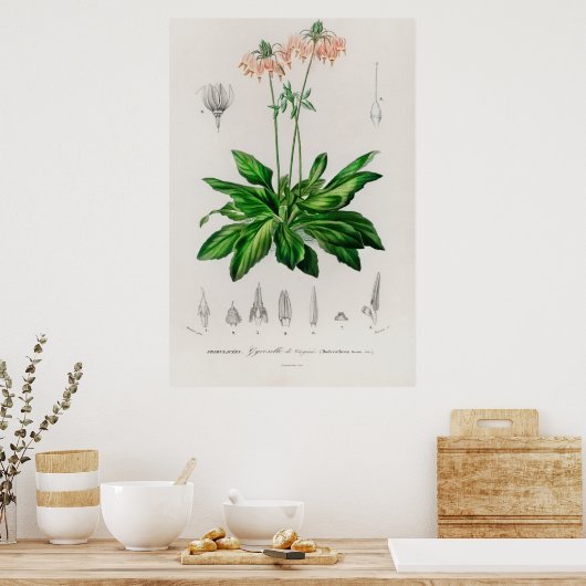 Dodecatheon meadia poster (Keuken)