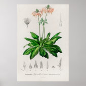 Dodecatheon meadia poster (Voorkant)