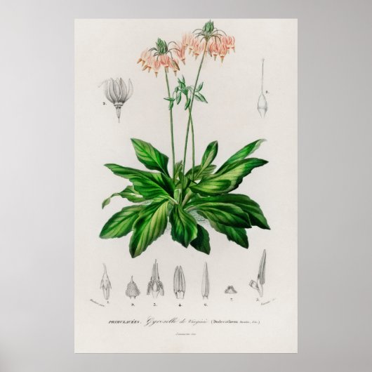 Dodecatheon meadia poster (Voorkant)