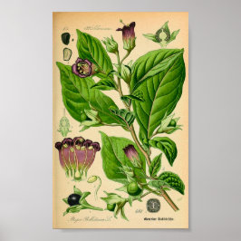 Dodelijke nachtschaduw (Atropa belladonna) Afdruk Poster