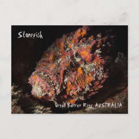 Dodelijke steenvis op het Great Barrier Reef Briefkaart (Voorkant)