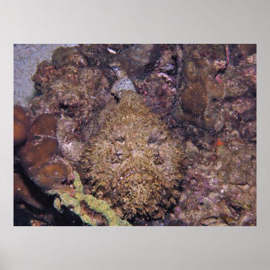 dodelijke steenvis poster (Voorkant)