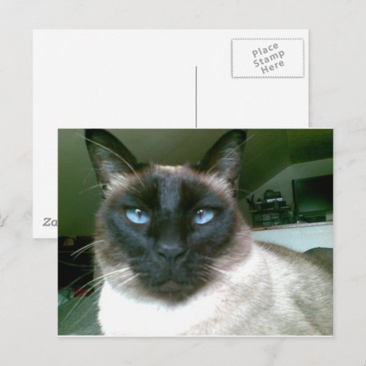 doden blauw briefkaart (Voorkant / Achterkant)