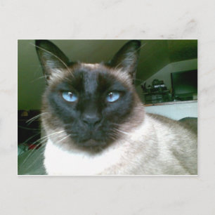 doden blauw briefkaart