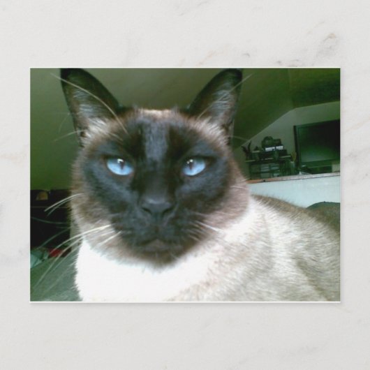 doden blauw briefkaart (Voorkant)