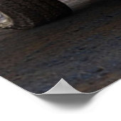 Dodge Ram 1500 TRX Poster (Hoek)