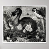 Dodo Antiek Print (Voorkant)