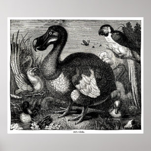 Dodo Antiek Print
