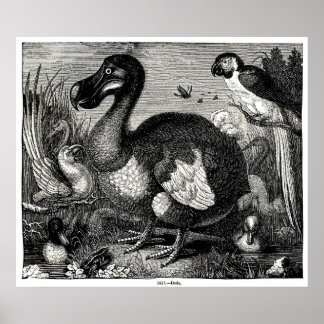Dodo Antiek Print