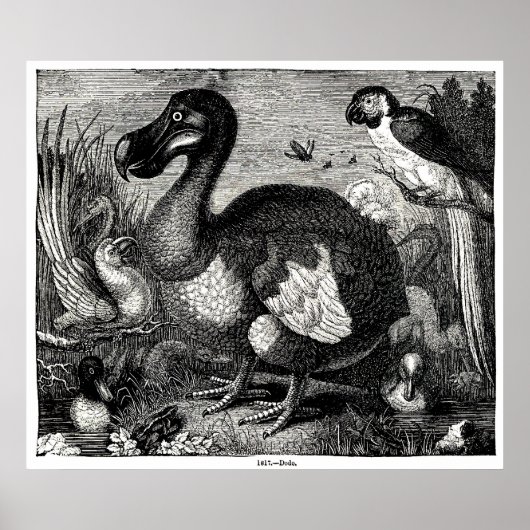 Dodo Antiek Print (Voorkant)