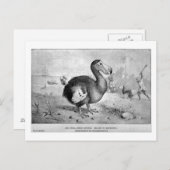 Dodo art briefkaart (Voorkant / Achterkant)