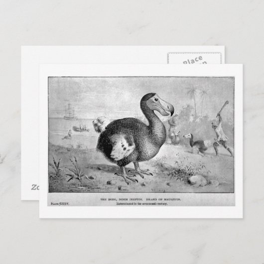 Dodo art briefkaart (Voorkant / Achterkant)