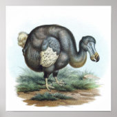 Dodo Bird Illustration Poster (Voorkant)