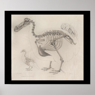 Dodo Bird Skeleton  Print