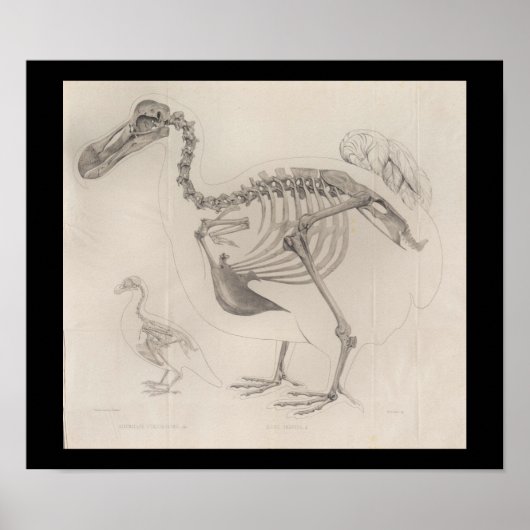 Dodo Bird Skeleton  Print (Voorkant)
