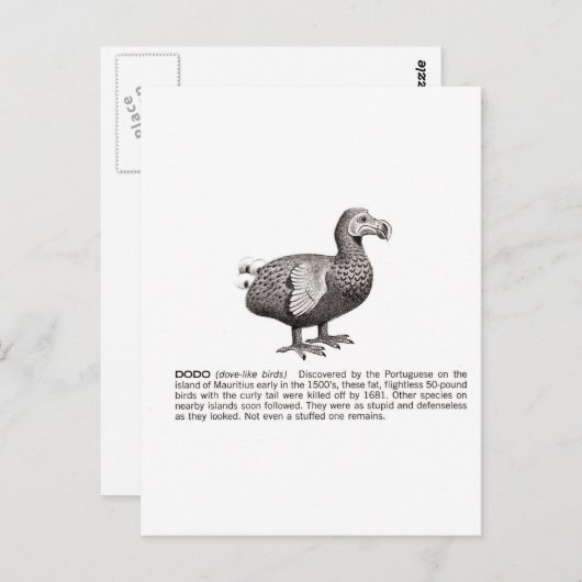 dodo briefkaart (Voorkant / Achterkant)