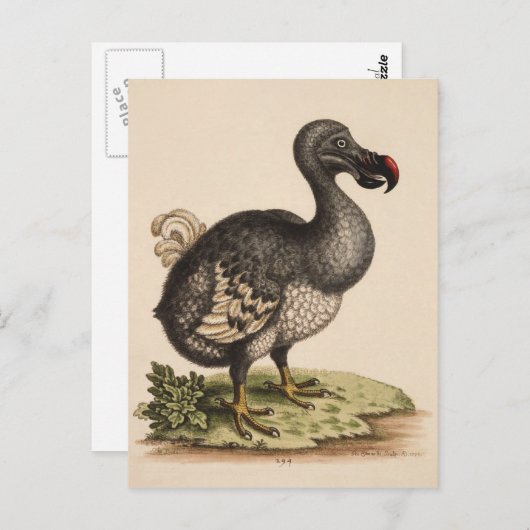 Dodo Briefkaart (Voorkant / Achterkant)