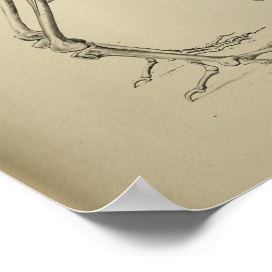 Dodo Didus Ineptus Extinct Bird Skeleton Print (Hoek)