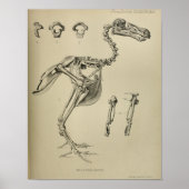 Dodo Didus Ineptus Extinct Bird Skeleton Print (Voorkant)