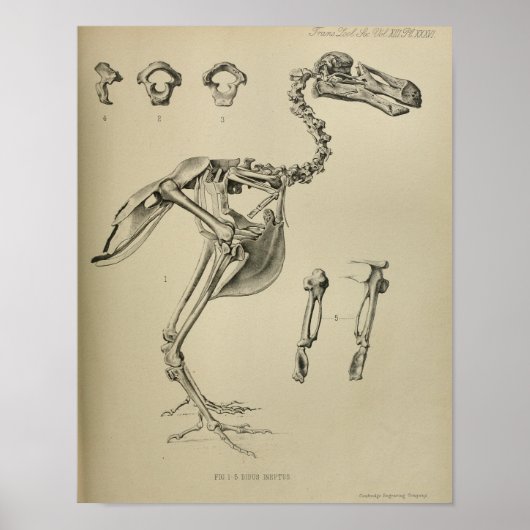 Dodo Didus Ineptus Extinct Bird Skeleton Print (Voorkant)