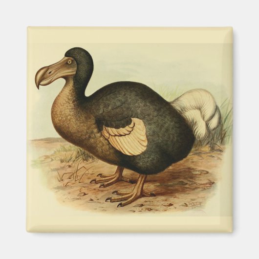 Dodo Magnet (Voorkant)
