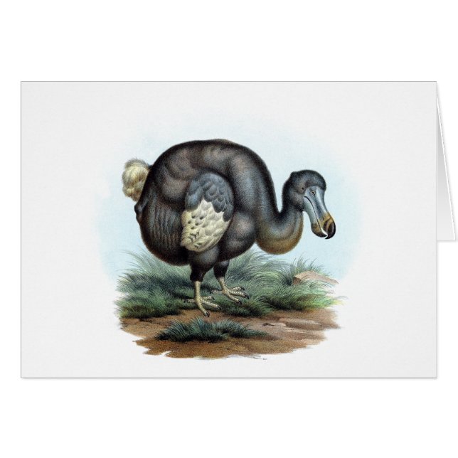 Dodo (Raphus cucullatus) (Voorkant Horizontaal)