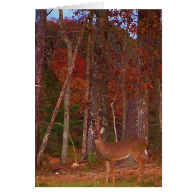 Doe een Deer in het Arrowidenmeer (Voorkant)