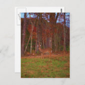 Doe een Deer in het Arrowidenmeer Briefkaart (Voorkant / Achterkant)