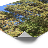 Doe en Fawn Yosemite kleurenfotografie Poster (Hoek)