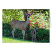 Doe en schonk (Voorkant Horizontaal)