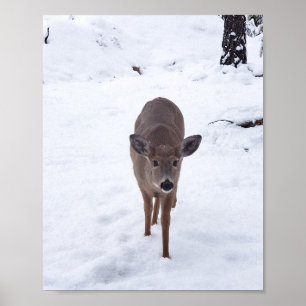 Doe hert in de sneeuwfotografie van Montana Wildli Poster