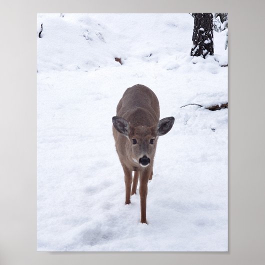Doe hert in de sneeuwfotografie van Montana Wildli Poster (Voorkant)
