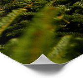Doe in het Poster Pine Trees (Hoek)