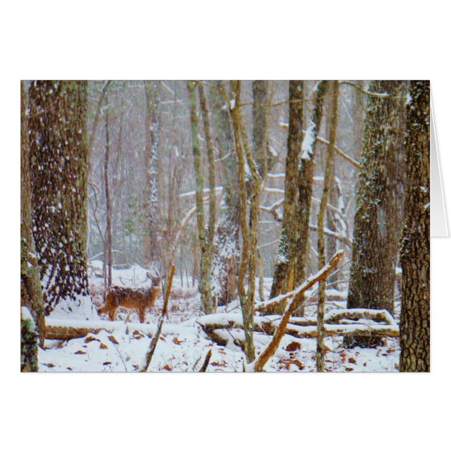 Doe in the snow, Deer in Lake Arrowhead (Voorkant Horizontaal)