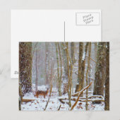 Doe in the snow, Deer in Lake Arrowhead Briefkaart (Voorkant / Achterkant)