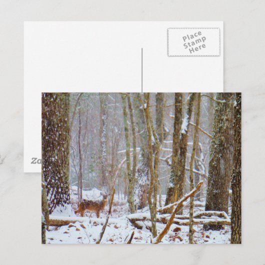 Doe in the snow, Deer in Lake Arrowhead Briefkaart (Voorkant / Achterkant)