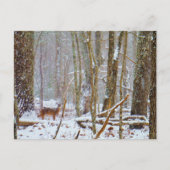 Doe in the snow, Deer in Lake Arrowhead Briefkaart (Voorkant)